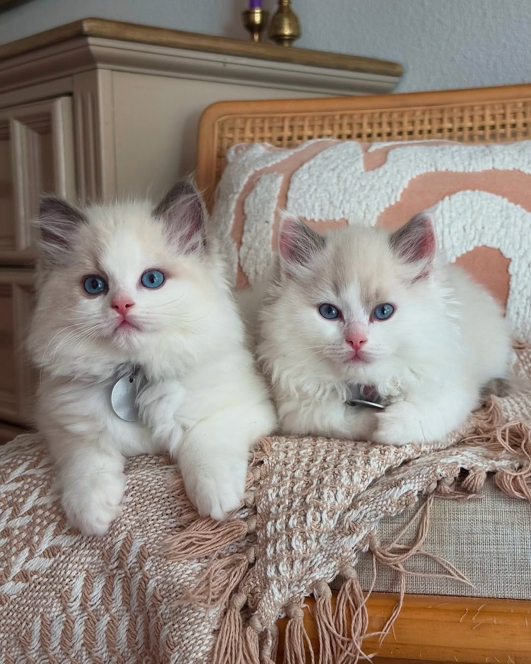 Fluffy Hearts Ragdolls img1