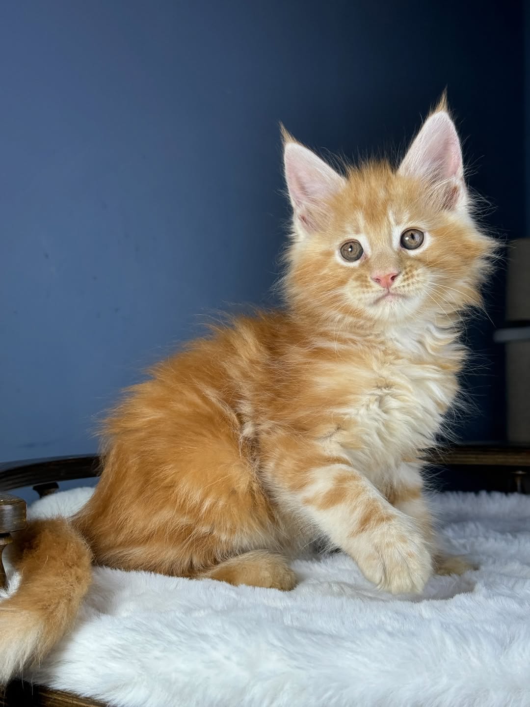 Mila_maple_mainecoon_kitten