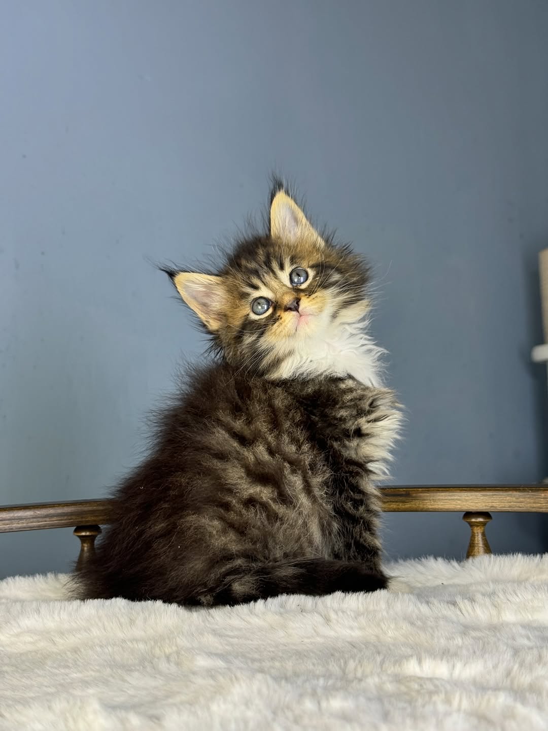 Afa_maple_mainecoon_kitten