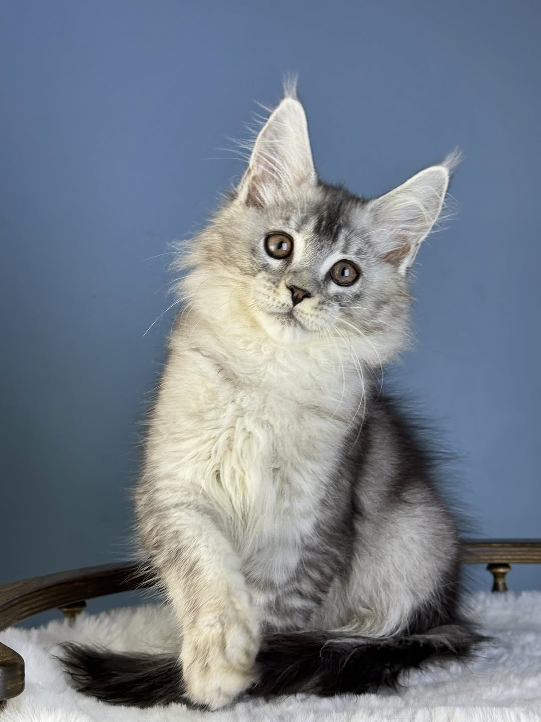 Maple_maple_mainecoon_kitten