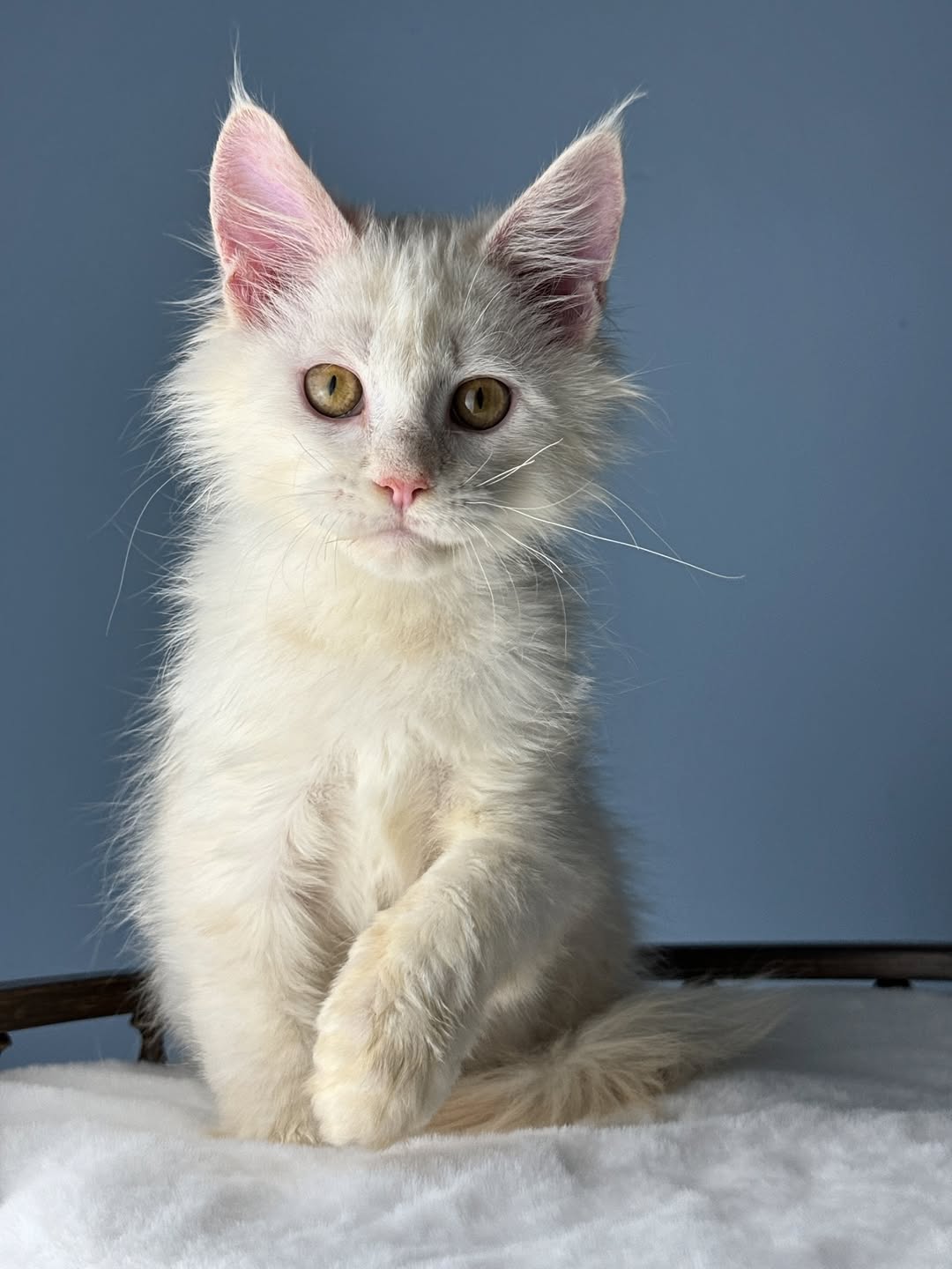 Leo_maple_mainecoon_kitten