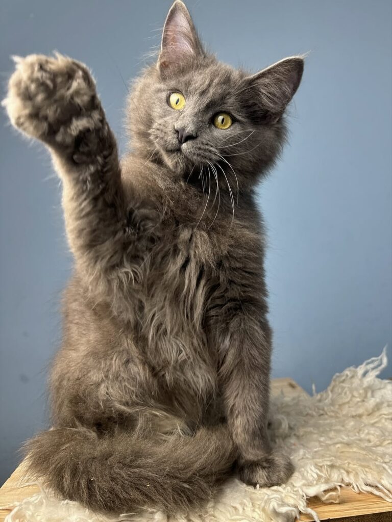 Full breed Maine coon