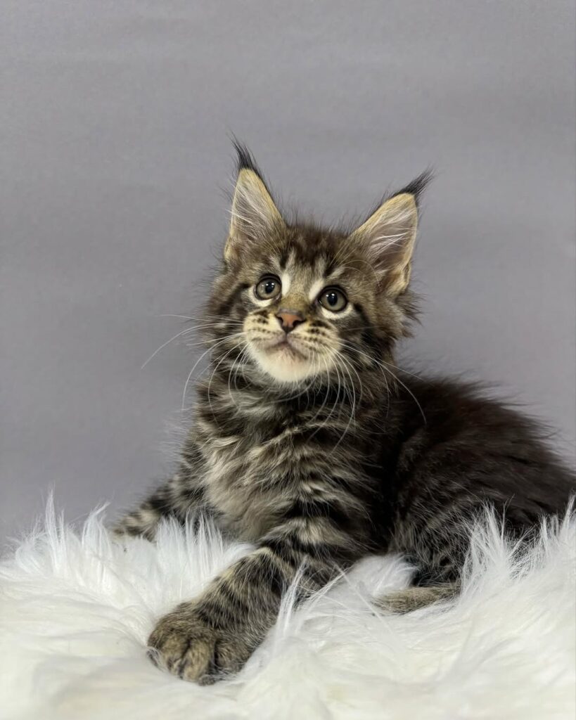 Black Maine Coon Kitten