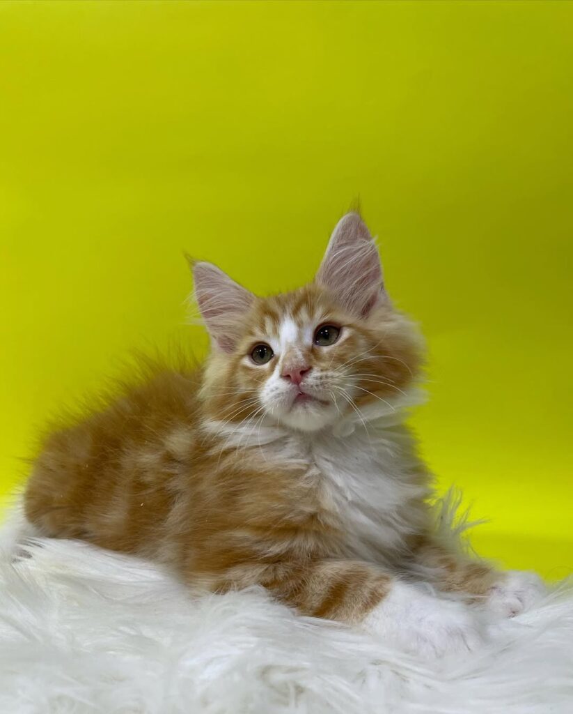 Looking for Maine coon kittens