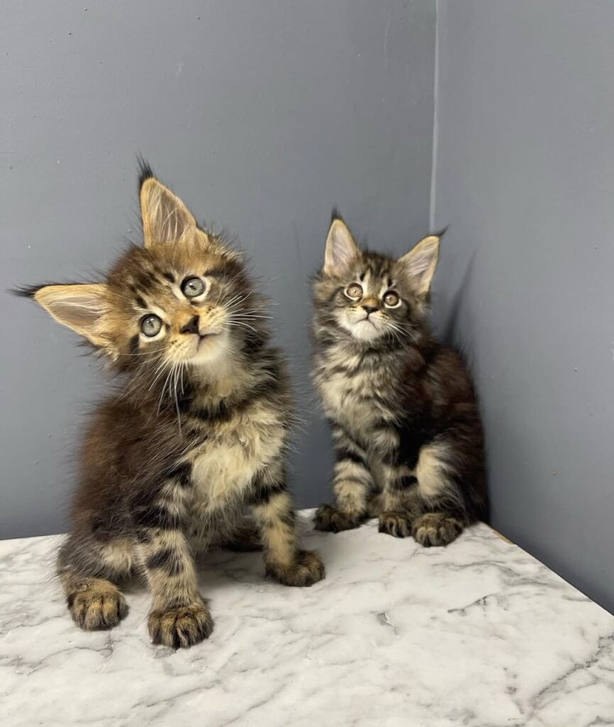 Looking for Maine coon kittens