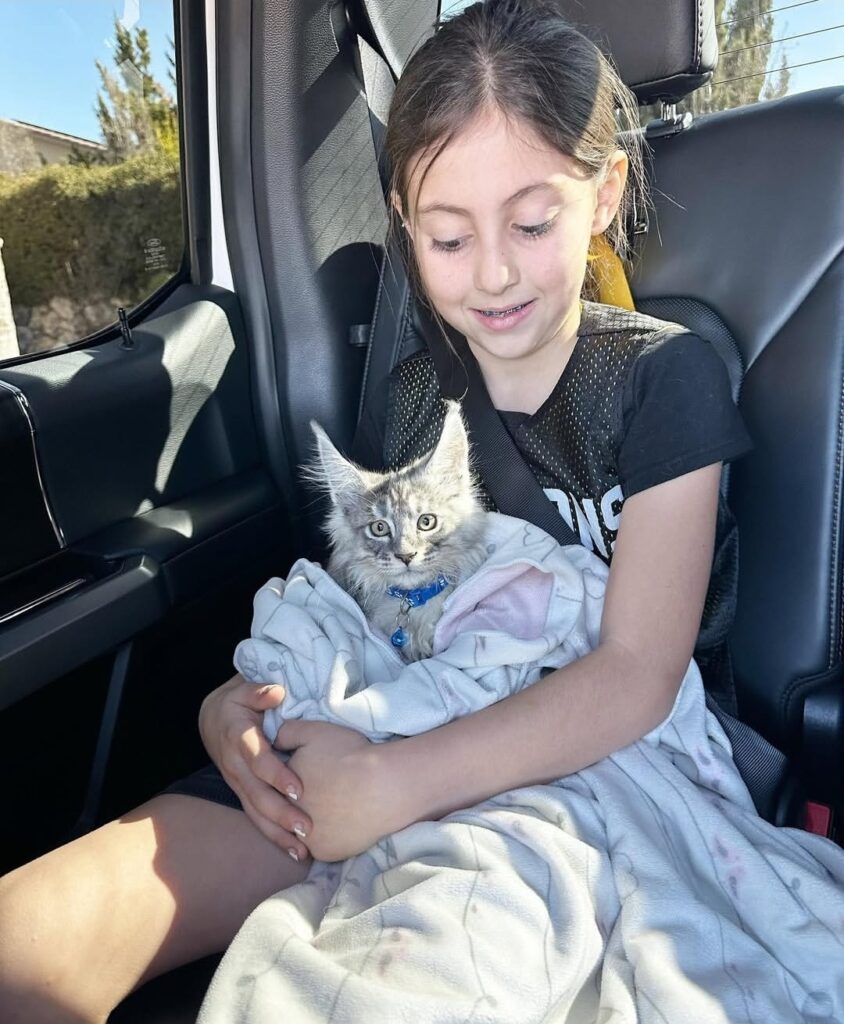 testimonial-maple-maincoons-cattery