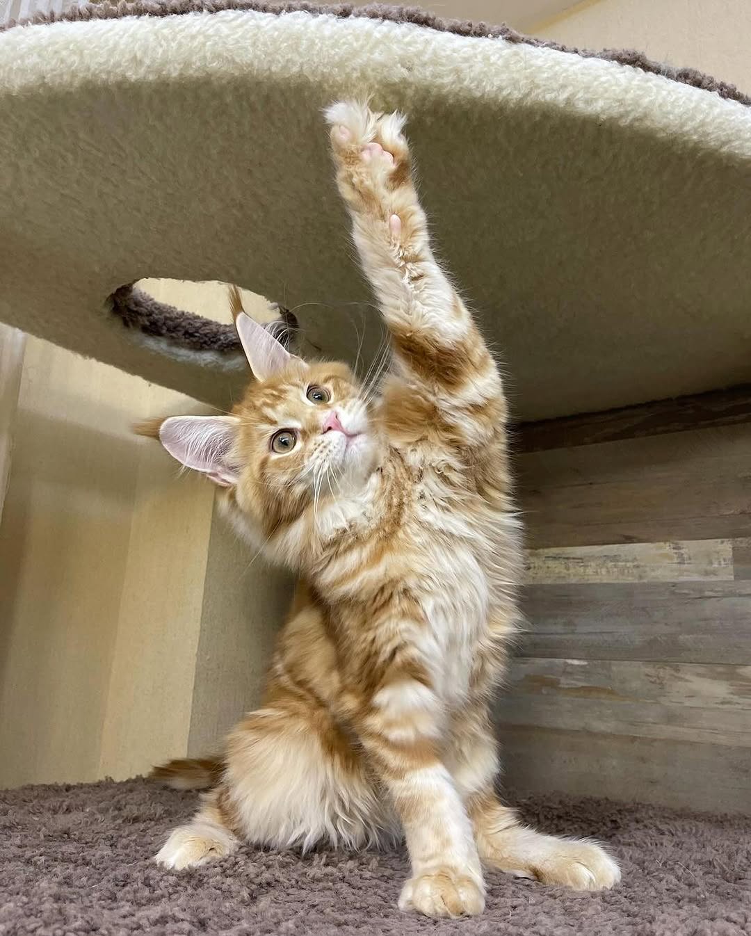 Zoe_maple_mainecoon_kitten