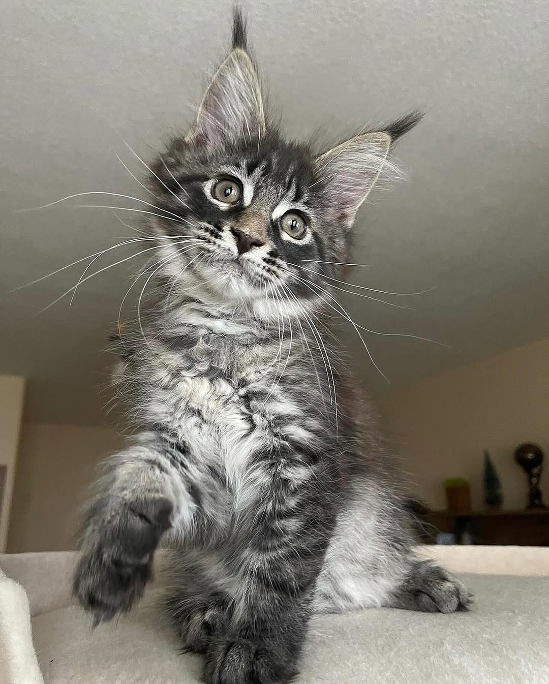 Finn_maple_mainecoon_kitten