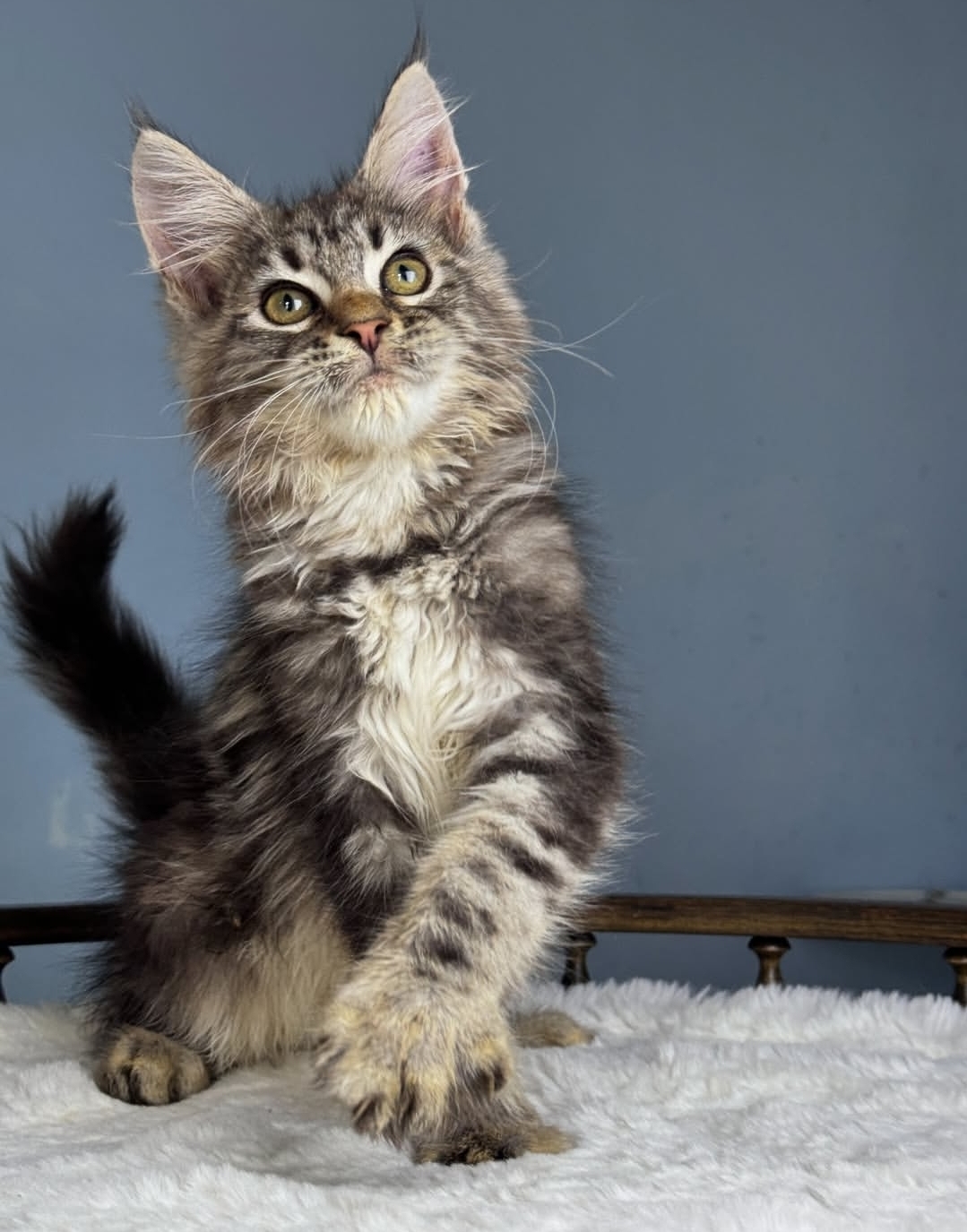 Afa_maple_mainecoon_kitten