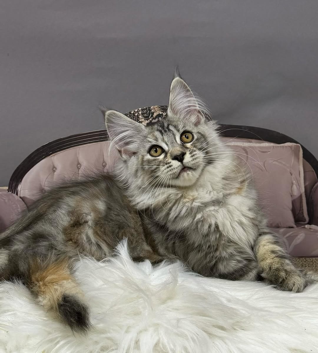 Luna_maplemainecoons