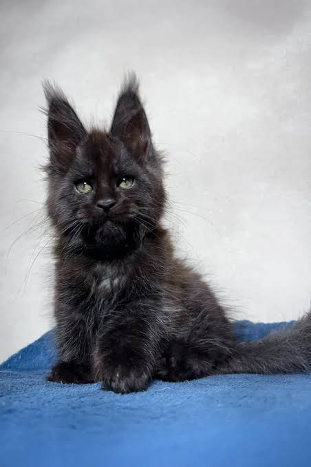 Black Maine Coon Kitten