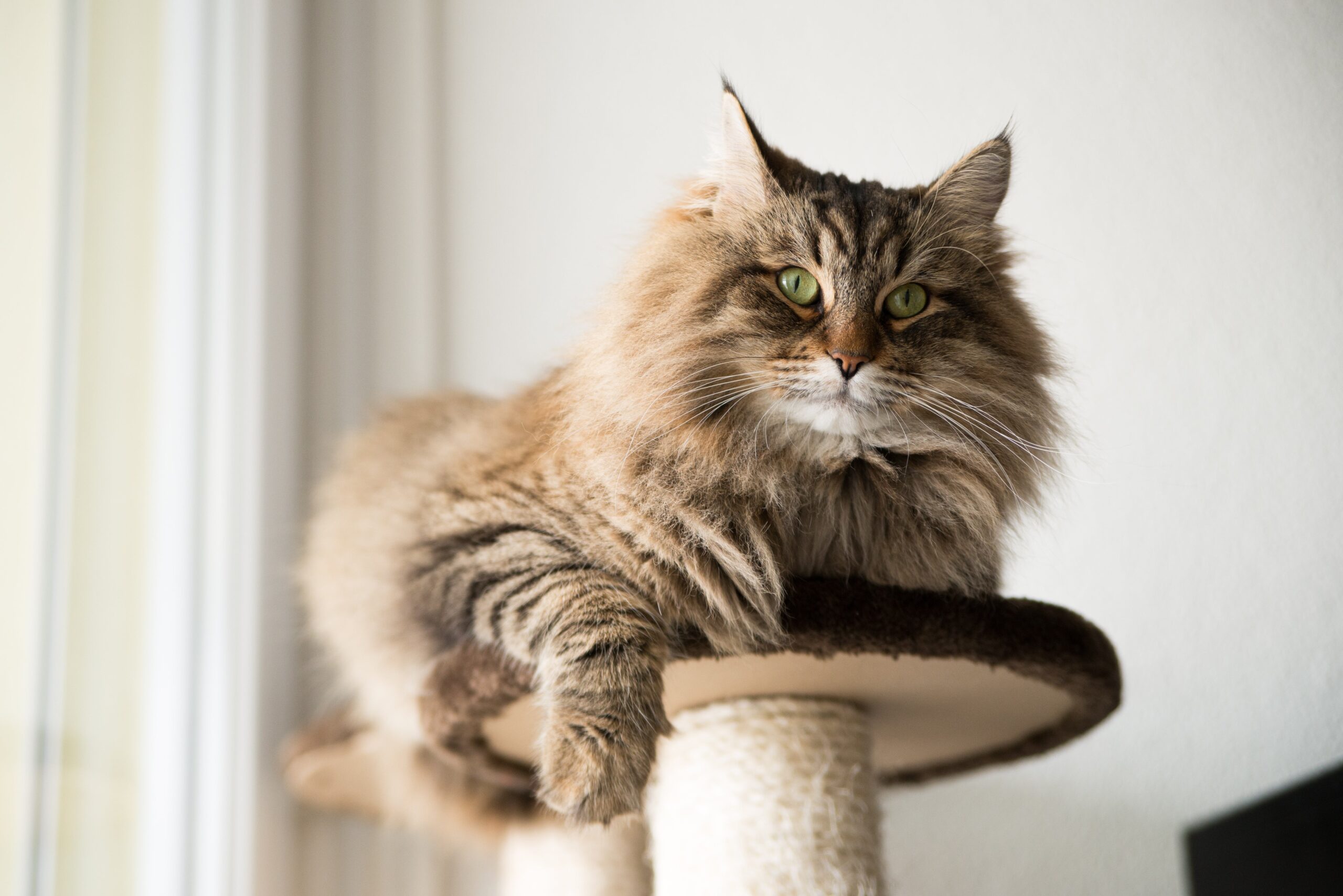 Maine coon kittens for sale