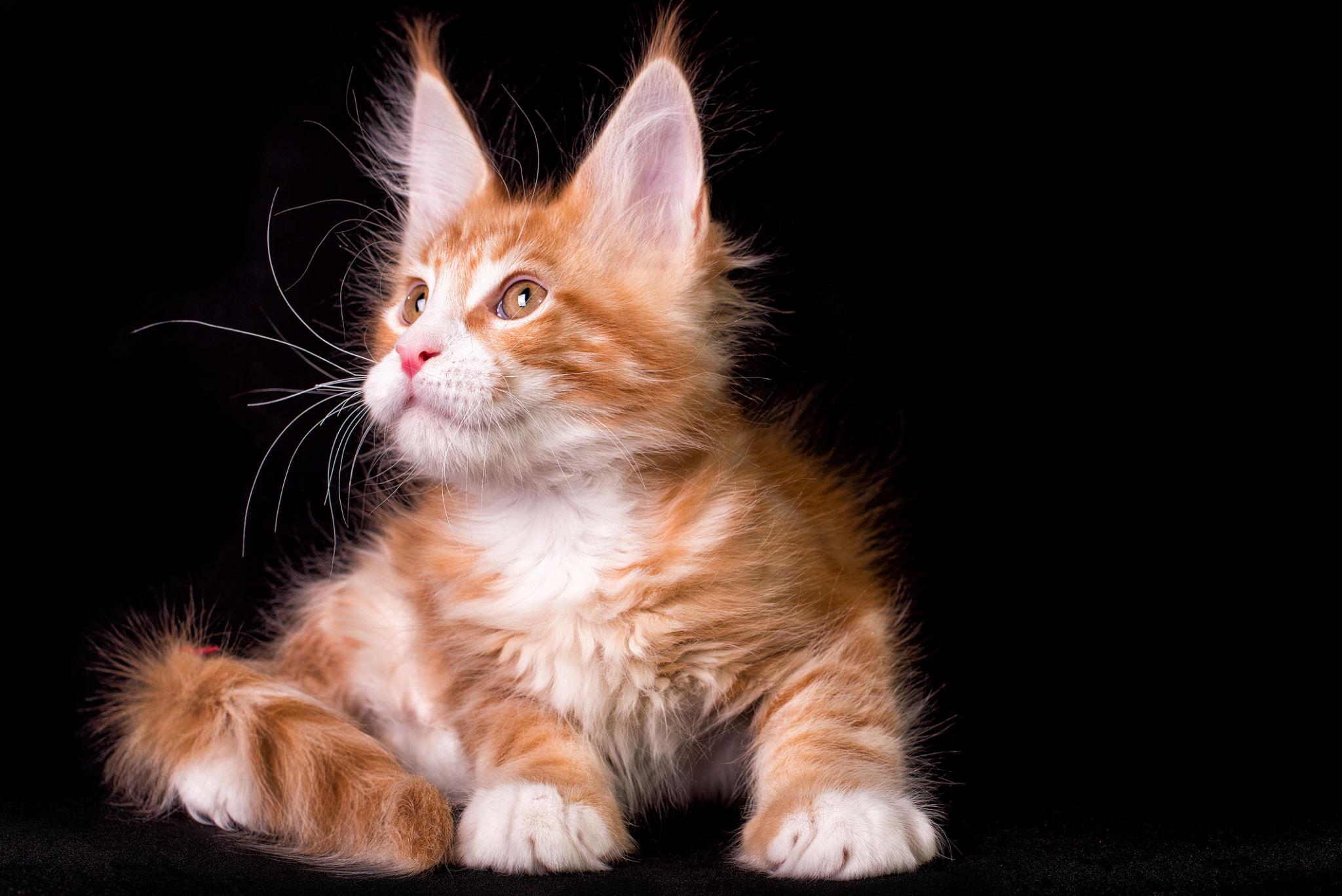 Maine coon Kitten