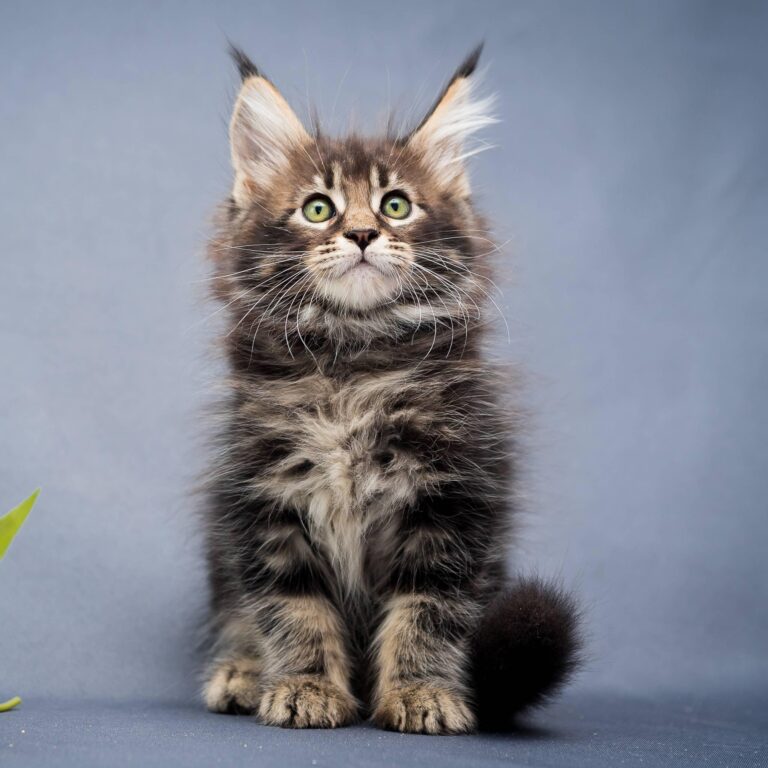 Maine coon Kitten