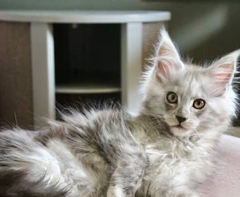 Looking for Maine coon kittens