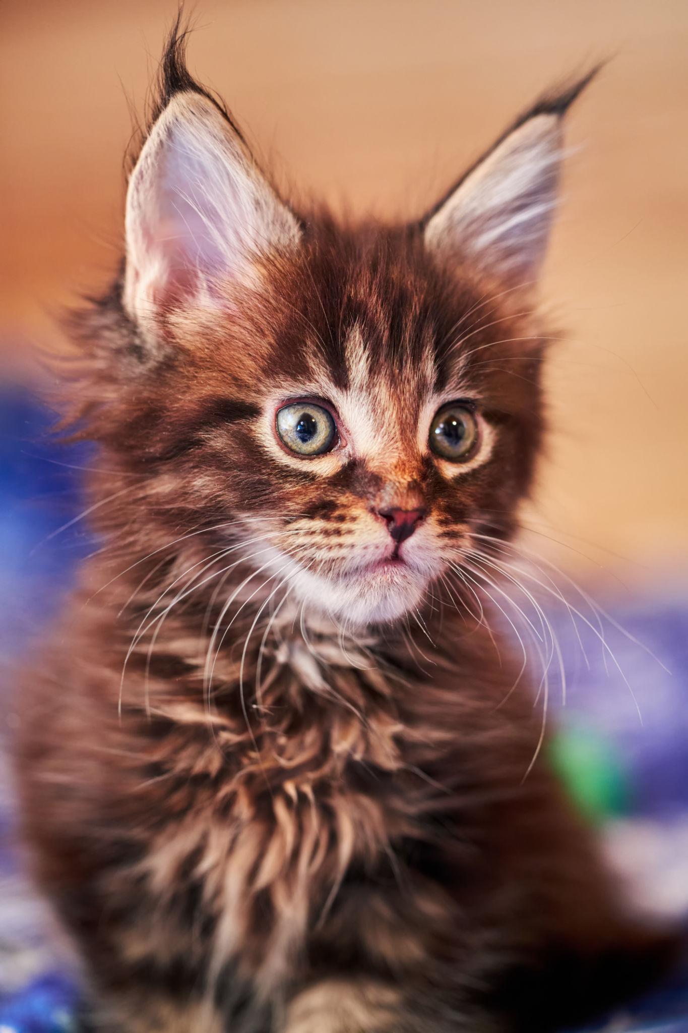 Full breed Maine coon