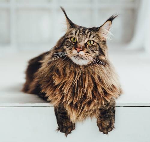 Maine coon kittens for sale
