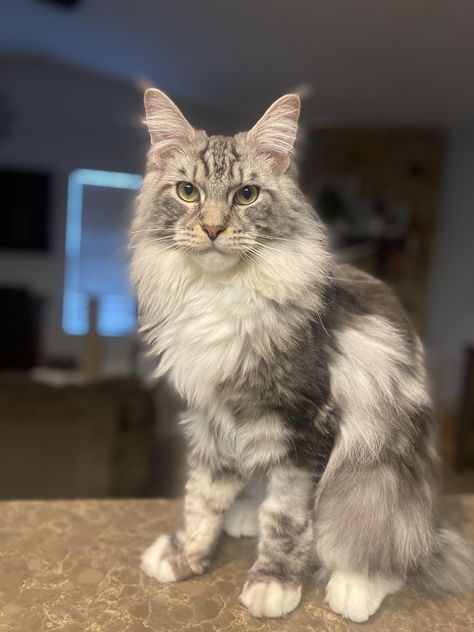 maine coon cat kitten for sale