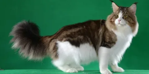 maine coon cat kitten for sale