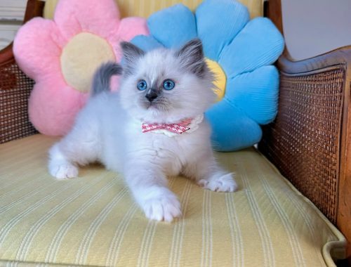 Angel-Fluffy-Hearts-Ragdoll-Kitten