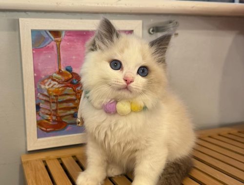 Fluffy-Fluffy-Hearts-Ragdoll-Kitten
