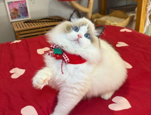 Pearl-Fluffy-Hearts-Ragdoll-Kitten